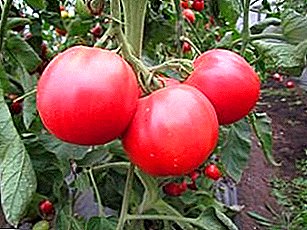 Variété sans prétention de tomate "Pink Miracle F1", recommandations pour les soins, la description et la photo