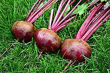 Useful information about Kestrel F1 beetroot. Planting tips, variety description and more