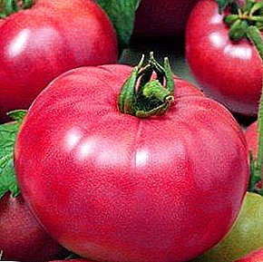 Sann gourmer kommer att uppskatta Pink Treasure F1-tomaten: beskrivning och egenskaper hos sorten