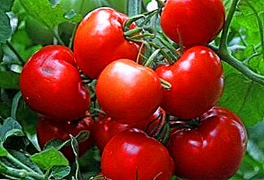 السوبر الحديثة الهجين - الطماطم "ثلج" F1: الوصف والصورة