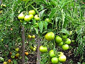 Untuk tumbuh di utara akan cocok dengan tomat "Superprize F1": deskripsi dan hasil varietas