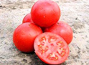 Holländische Auswahl Hybrid - Tomate Tarpan f1: Foto, Beschreibung und Spezifikationen