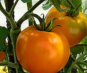 Tomat pencinta panas "Golden Jubilee" f1 - varietas awal yang cerah untuk rumah kaca Anda