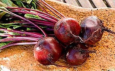 Unpretentious beet early varieties "Wodan" F1. Description, features of cultivation and use