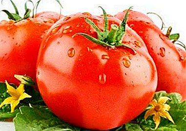 حصاد متنوعة من الطماطم "فتحة F1": أسرار الزراعة ووصف الصنف
