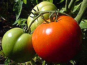 Hochimmunes Getreide einer Tomatensorte - Champion f1: Beschreibung und Foto