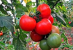هجين حديث من الطماطم يمكن تخزينه حتى رأس السنة: فلامنجو F1 - الوصف والمواصفات
