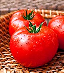Adecuado para principiantes tomate "Khlynovsky" F1: descripción de la variedad, características, rendimiento de tomates