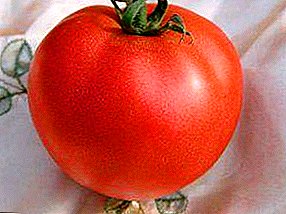 Sibīrijas klimats ir vajadzīgs tomātu "Ivanovich" F1 šķirnei: tomātu izcelsme un apraksts.