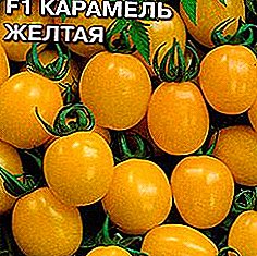 Caramel Yellow F1 tomat sort - solig honungglädje på dina trädgårdssängar