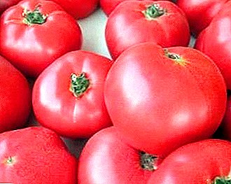 Termofilni hibrid in njegova fotografija - Pink King paradajz F1: značilnost in opis sorte