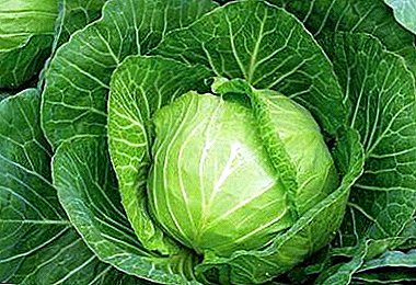 The fighter on the garden: cabbage "Aggressor F1"