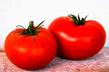 The choice of amateurs and professionals - tomato Timofey F1: description of the variety, characteristics, tips on growing