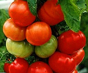 Ertragsstark und tolerant gegen Feuchtigkeitsmangel - eine Vielzahl von Tomaten "Titanic" f1