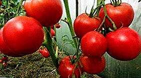 Sredneranny hibrid - tomate "Major" f1. Totul despre creștere, precum și o descriere a soiului și a caracteristicilor