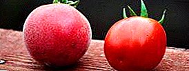 Unusual tomato variety "Apricot" F1: description of the variety, characteristics of the fruit, the advantages of this type of tomato, pest control