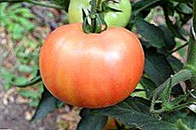 Beschreibung der Universal - Hybrid - Tomate "Alesi F1": Eigenschaften und Verwendung der Sorte