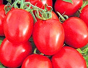 En present av holländska uppfödare - en mängd tomater "Benito F1" och deras beskrivning