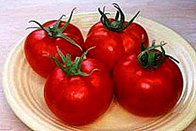 Hybrid tomat "Favorit F1": Beskrivelse av en rekke tomater og kultiveringsegenskaper