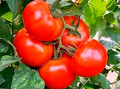 Lekkert tomat "Funtik F1": egenskaper og bilder med beskrivelse av sorten