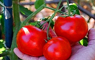 토마토 "마샤 인형": 토마토 품종의 특징과 묘사 F1