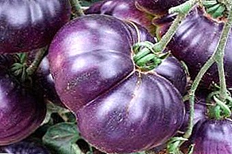 Tomate couleur intéressante et inhabituelle "Azure Giant F1": description et utilisation d'un hybride