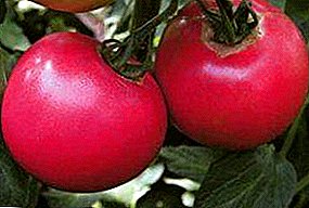Varieti tomato yang tidak menonjol dan tinggi "wain Raspberi" f1: ciri dan keterangan tomato untuk rumah hijau yang tinggi