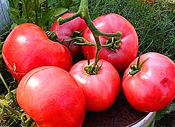 Ízletes középszezon paradicsom "Raspberry Sunset F1": a fajta leírása és a termesztési jellemzők