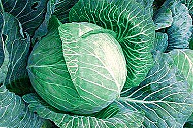 Vitamin cabbage "Gloria" F1: delicious and healthy vegetables on your table!