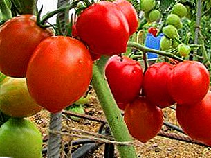 Característica, descripción, ventajas de un grado de un tomate "Palenko F1"