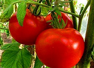 Garden Emperor - varietas tomat "Peter the Great" f1: deskripsi, foto, dan fitur pertumbuhan