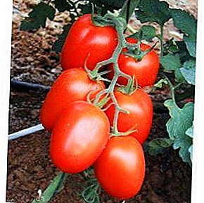 Yeni başlayanlar bahçıvanlar için ideal bir çeşittir - domates "Roma" F1. Domates "Roma" VF tanımı, özellikleri ve fotoğrafları