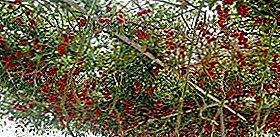 Árbol milagroso del tomate "Pulpo F1": ¿verdad o ficción? Descripción de un grado de tomates F1 con fotos.
