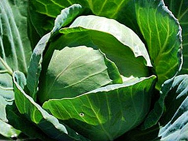 Description of the variety and photos of cabbage Megaton F1. Vegetable care, breeding and disease control