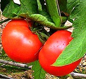 الطماطم الهولندية مع الاسم الروسي "تانيا" - وصف الهجين F1