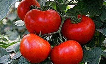 Se on helppo kasvaa, on maukkaita - tomaatteja Sunrise F1: lajikkeen ominaisuudet ja kuvaus