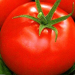 Tidig mogen tomat "Aphrodite F1": Beskrivning av sorten och egenskaper hos odlingen