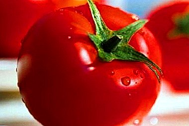 Híbrido de tomate "Aurora F1" - maduración temprana y alto rendimiento