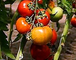 Høsting tidlig høsting av tomater "Severinok F1" uten stresset