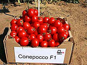 De vroege vogel van de tomatenwereld - een soort Solerosso-tomaat F1
