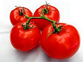 Fantastisk tomatsort Ultra Ultra Ripe F1: Beskrivelse og beskrivelse av en tidlig moden drivhustomat, foto av moden frukt