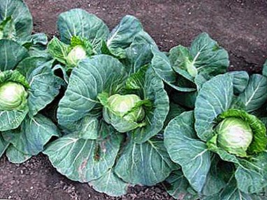 Parel F1: a fruitful and unpretentious white cabbage hybrid
