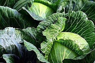 Rinda F1 ποικιλία λάχανου: όλα όσα πρέπει να ξέρετε για την καλλιέργεια