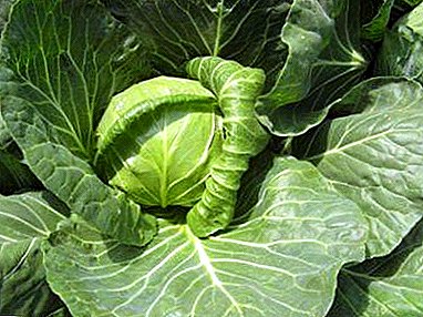 We plant a new variety: what good is the cabbage Mirror F1?