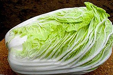 Delicate and juicy Peking cabbage Cha Cha Cha F1. We grow and cook with us!