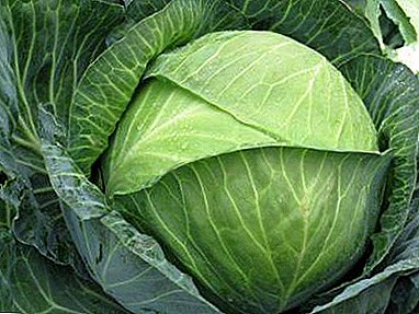 Best seller of white cabbage hybrids - Centurion f1