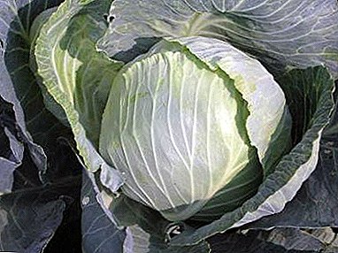 Crispy and tasty cabbage from your garden - all the nuances of growing varieties Vestri F1