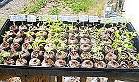 "Pharmaceuticals" soil, growing seedlings of pepper in peat tablets