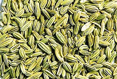 Fennel as a seasoning: what is this spice and what is its use? Harm and Benefit