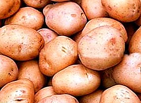 Timo's Finnish potatoes: unpretentious, precocious, high-yielding